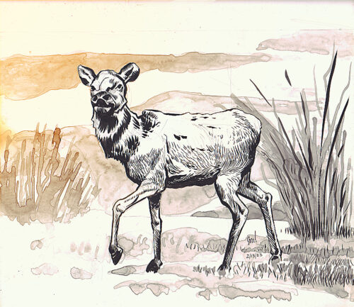 J. James – Tangential Vision - Our Pet Elk illustration