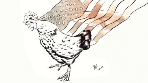 J. James – Tangential Vision - Rooster Americana illustration